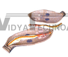 The dissection model of earthworm